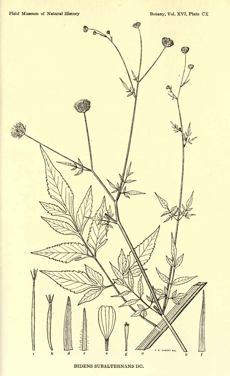 Bidens subalternans / Forbicina subalterna